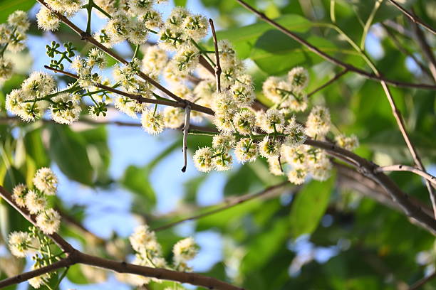 istock Syzygium cumini flowers on the tree. 2207968247