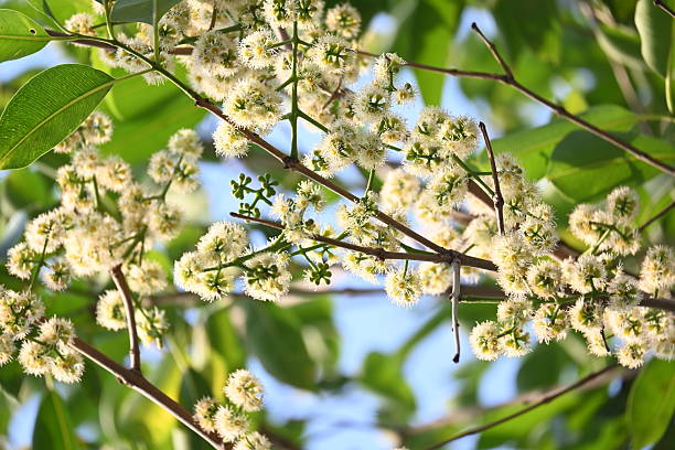 istock Syzygium cumini flowers on the tree. 2207968263