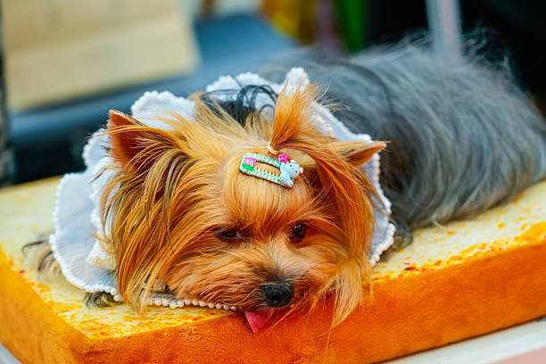 Yorkshire terrier girl cute face lying resting dozing.