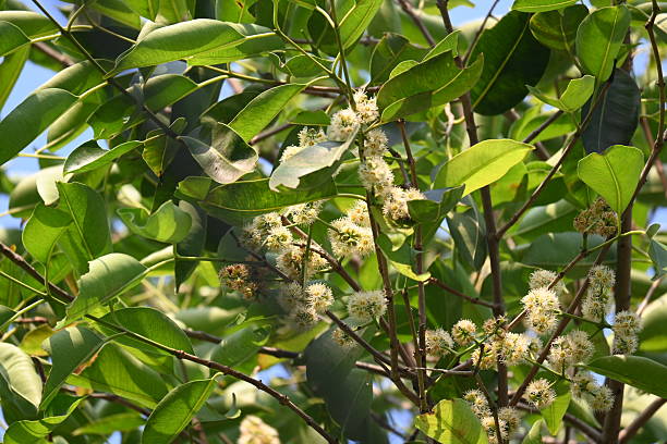 istock Syzygium cumini flowers on the tree. 2207968372