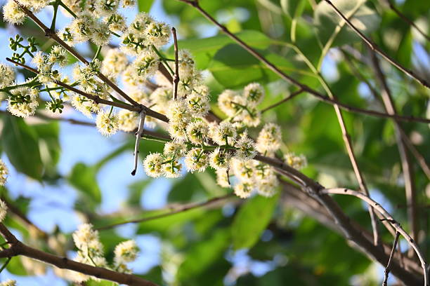 istock Syzygium cumini flowers on the tree. 2207968603