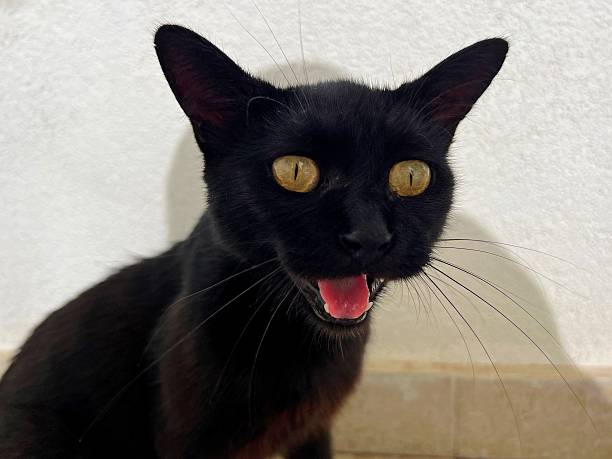 istock Funny meowing cat with yellow eyes 2207968618