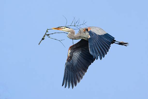 istock Great blue heron flies in the sky with a stick. 2207971339