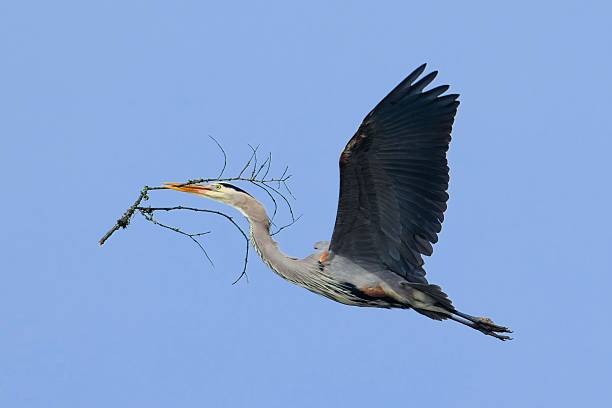 istock Great blue heron in the bright blue sky. 2207971344