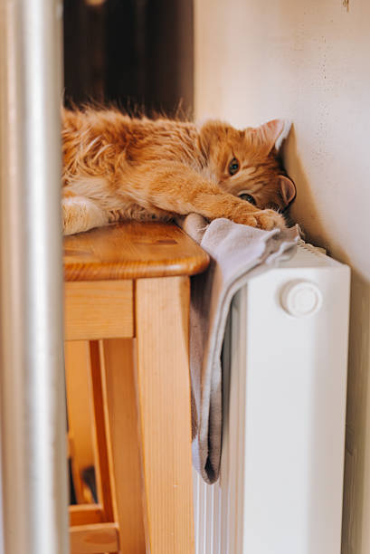 istock Ginger cat relaxing on table near radiator in cozy home 2207971641
