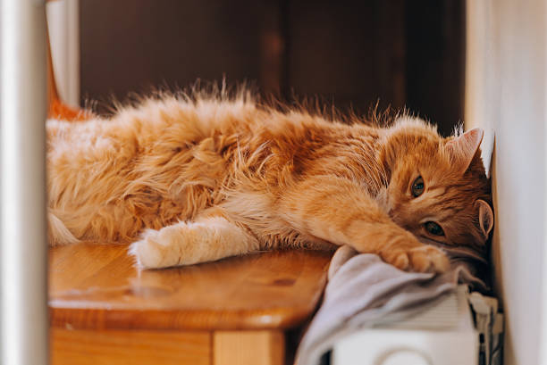 istock Ginger cat relaxing on wooden table near radiator 2207971710