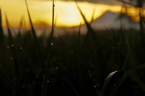 This photo captures the stunning scenery of a rice field and a towering mountain range at dawn. The sunrise behind the mountains adds a warm and soft glow to the scene, while the sounds of birds and gentle wind enhance the mesmerizing ambiance.
