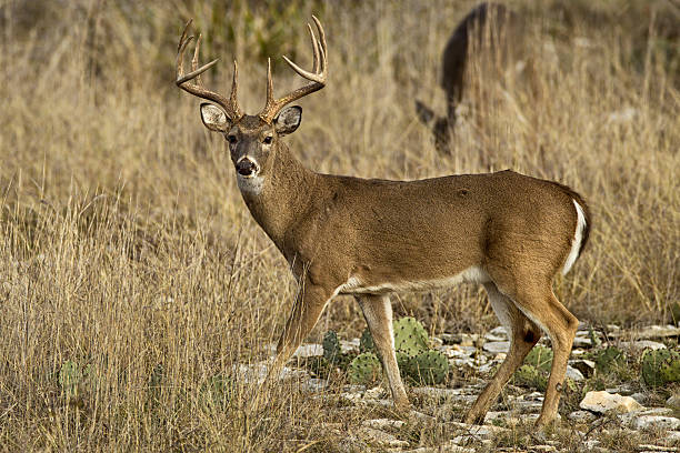White-tailed Deer buck  in cactus, South Texas