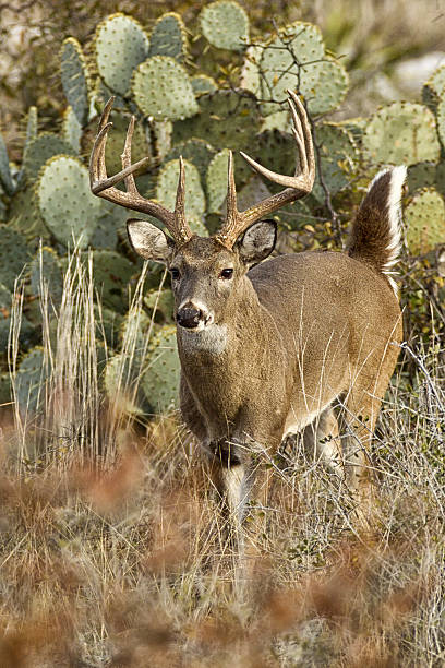 istock White-tailed Deer buck  in cactus, South Texas 2207973214