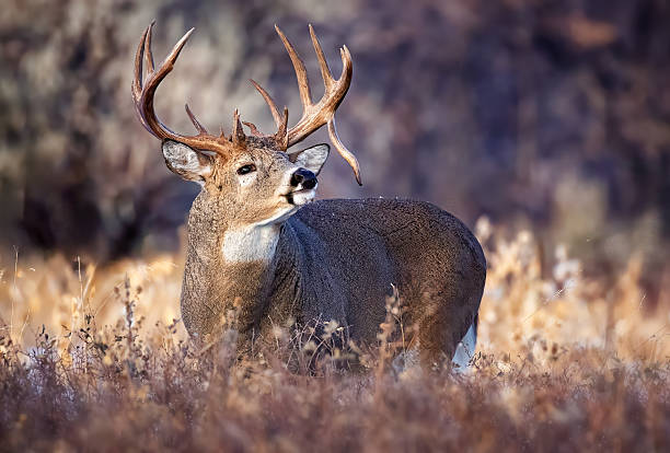 istock White-tail deer buck with drop tine rutting in Colorado 2207973295