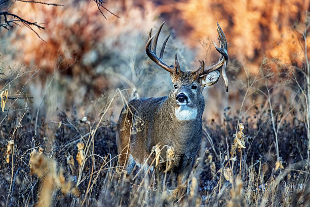 istock White-tail deer buck with drop tine rutting in Colorado 2207973339