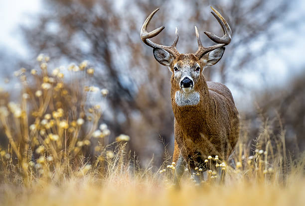 White-tailed Deer buck
Colorado