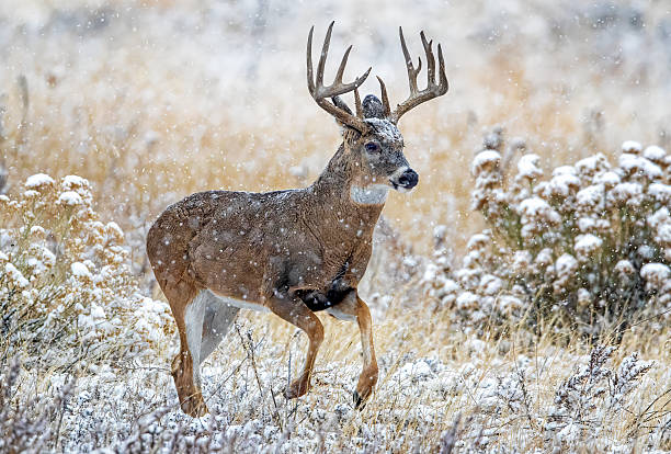 istock White-tail deer buck running on a very cold day during the rut. 2207973520