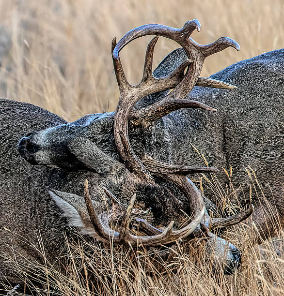 White-tailed Deer \nBucks during rut fighting\nColorado