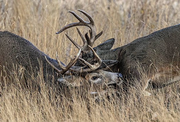 istock White-tailed Deer bucks fighting during the rutColorado 2207973523
