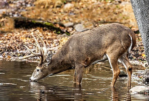 istock White-tail deer buck on a very cold day during the rut. Drinking from pond 2207974177