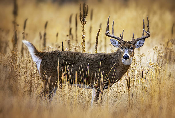 istock Huge white-tail buck on Colorado plains 2207974331