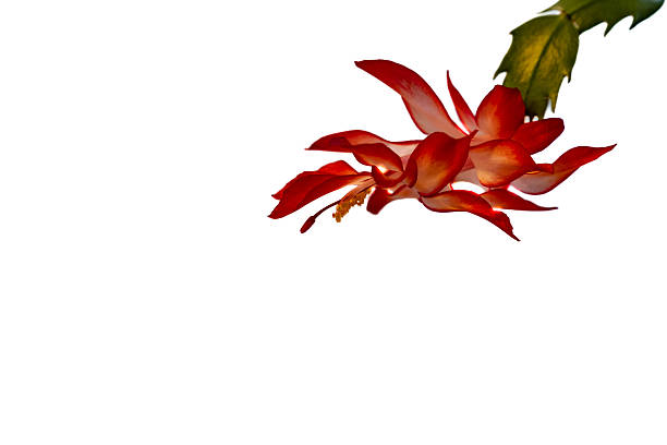 Schlumbergera, the Christmas cactus is a cute succulent plant that blooms in autumn or winter