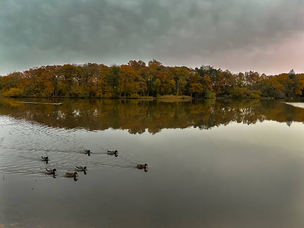 A few ducks swimming peacefully in a nearby lake.