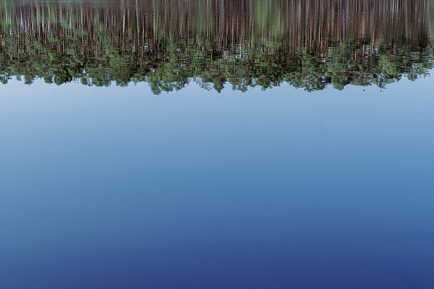 Abstract Reflection of Pine Trees in Still Lake with Blue Sky  Minimalist Tranquil Nature Background with Water Surface and Forest Silhouette