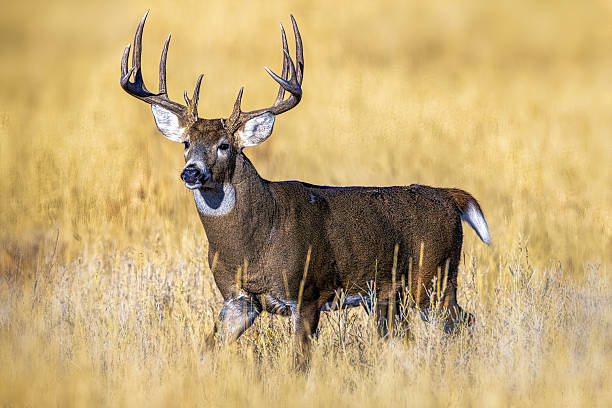 istock Huge white-tail buck on Colorado plains standing in autumn colored grass 2207977440