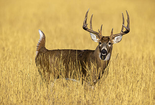 Huge white-tail buck on Colorado plains standing in autumn colored grass