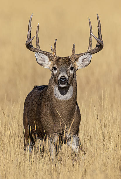 istock Huge white-tail buck on Colorado plains standing in autumn colored grass 2207977496