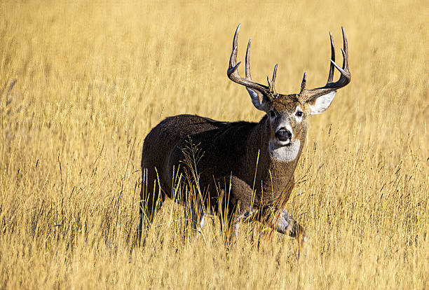 istock Huge white-tail buck on Colorado plains standing in autumn colored grass 2207977594