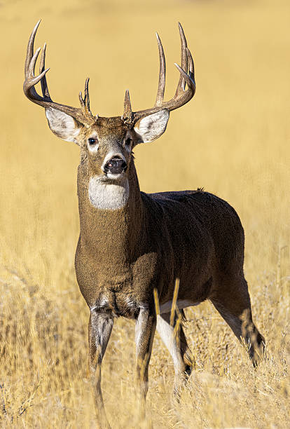 istock Huge white-tail buck on Colorado plains standing in autumn colored grass 2207977598