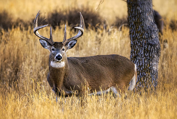 istock Huge white-tail buck on Colorado plains 2207977655
