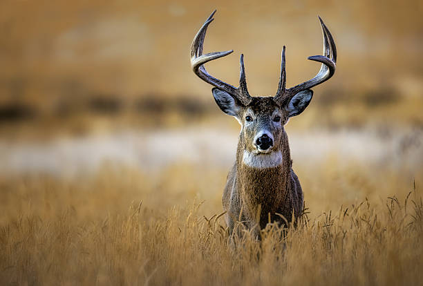 istock Huge white-tail buck on Colorado plains 2207977659