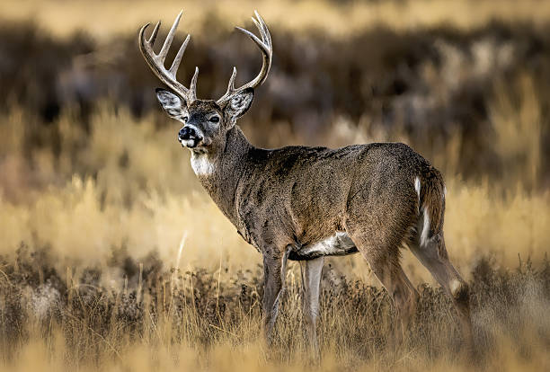 istock Huge white-tail buck on Colorado plains 2207977688