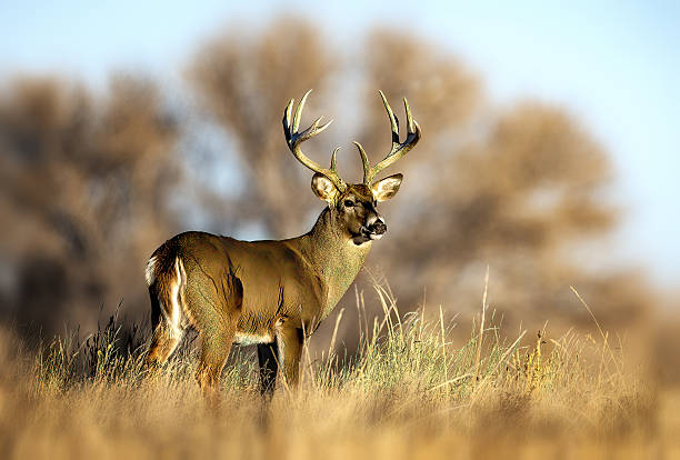 istock Huge white-tail buck on Colorado plains standing in autumn colored grass 2207977741