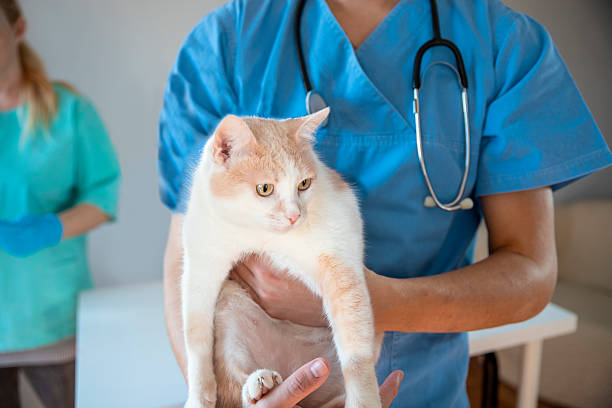Veterinarians taking care of a cat at animal clinic