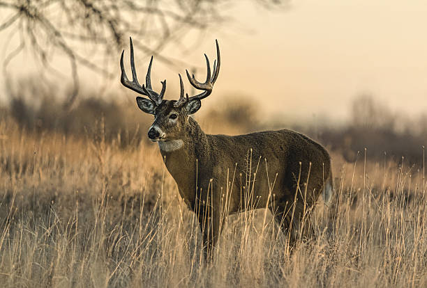 istock Huge white-tail buck on Colorado plains standing in autumn colored grass 2207977799