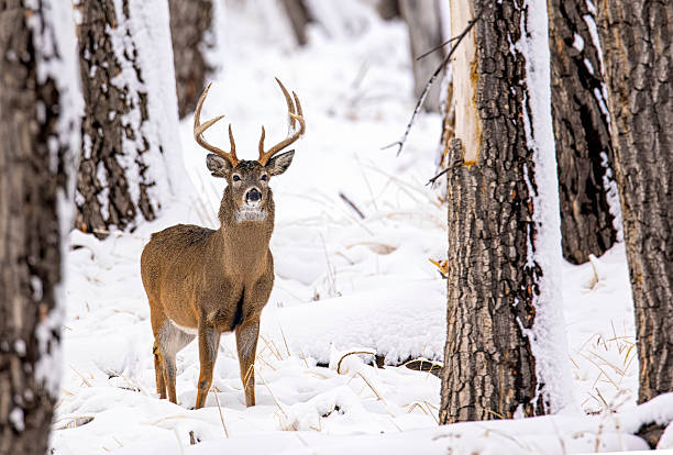 istock White-tail deer buck in deep snow on a very cold day during the rut. 2207978116