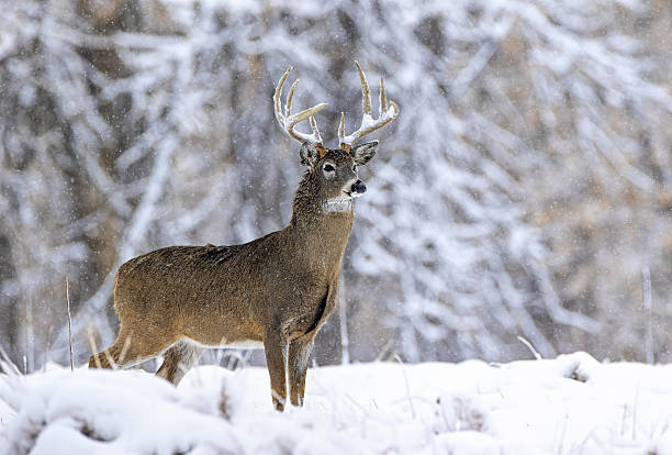 istock White-tail deer buck in deep snow on a very cold day during the rut. 2207978161