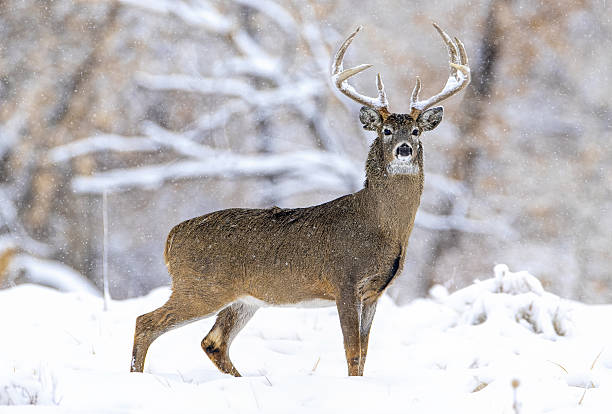 istock White-tail deer buck in deep snow on a very cold day during the rut. 2207978276