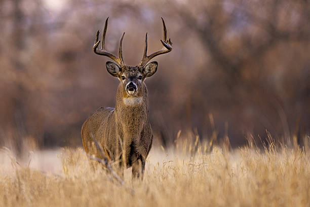istock Huge white-tail buck on Colorado plains standing in autumn colored grass 2207978287