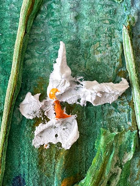 istock A three-dimensional texture in mixed media style: a white abstract shape with a bright orange accent on a green textured background. Inspired by natural motifs. 2207978543