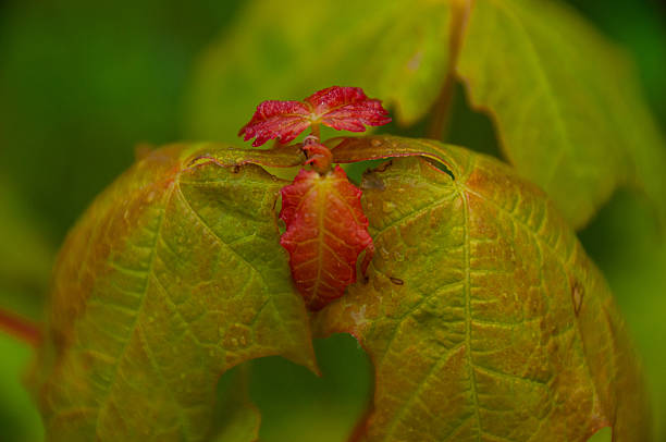Vivid red buds emerge with red and green leaves from a Maple sapling. Rain saturates the colourful leaves emphasizing nature's beauty and life in detail.