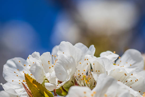 istock A Beautiful Cherry Blossom Tree in Full Bloom Against a Clear and Bright Blue Sky 2207983732