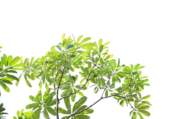 istock A tropical tree leaf with branches on white isolated background for green foliage backdrop 2207986247