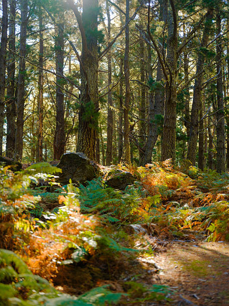 Scenic view of sunlit pine tree forest on Madeira island, Portugal