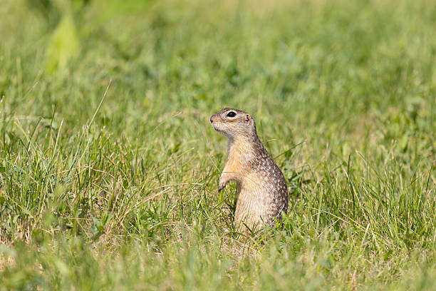 istock Speckled ground squirrel animal standing in the grass eating something 2207988840