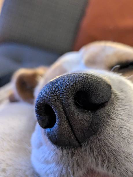 istock Close up of a beagle's nose 2207989201