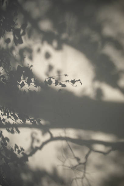 istock Shadow from trees on white wall. Silhouette from plants. Shadow on the Temple. 2207989938