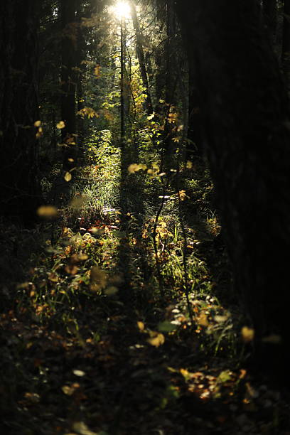 istock Warm light in the forest. The golden hour in nature. 2207990943
