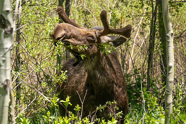 A moose at Wasatch Mountain State Park eating leaves
