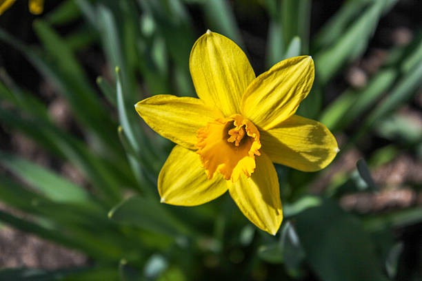 istock Beautiful completely yellow daffodil is blooming in the garden on a spring day 2207993532